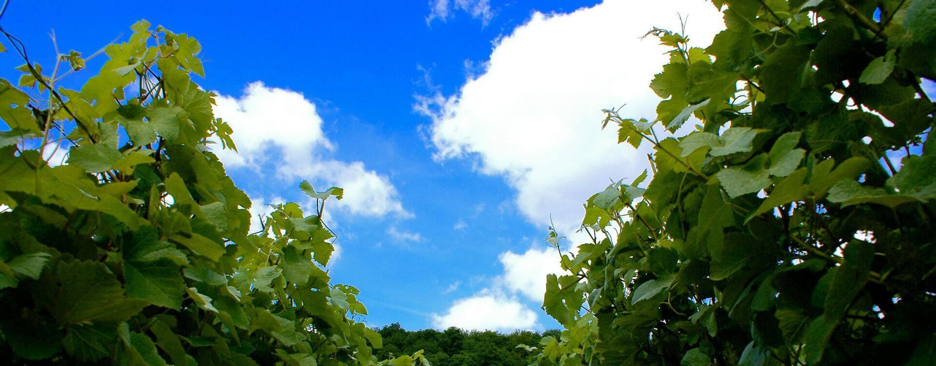 Parcelle La Neuville